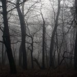 Download Dark Forest PFP
