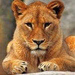 Download Animal Lion PFP