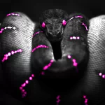 Animal snake PFP