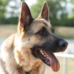 Animal german shepherd PFP