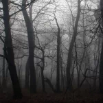dark forest PFP