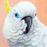 Blue-eyed cockatoo (cacatua ophthalmica)