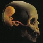 Download Music Tool (Music) PFP