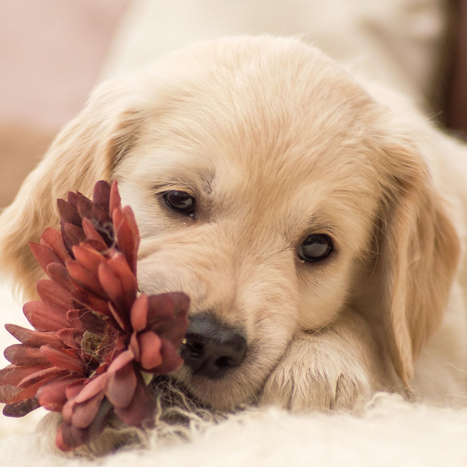 Download Flower Dog Animal Golden Retriever PFP