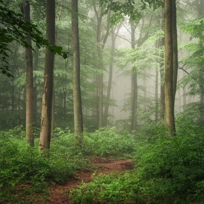 Forest Forum Avatar | Profile Photo - ID: 244629 - Avatar Abyss