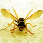 Animal bee PFP