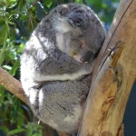  Sleeping In Some Winter Sun