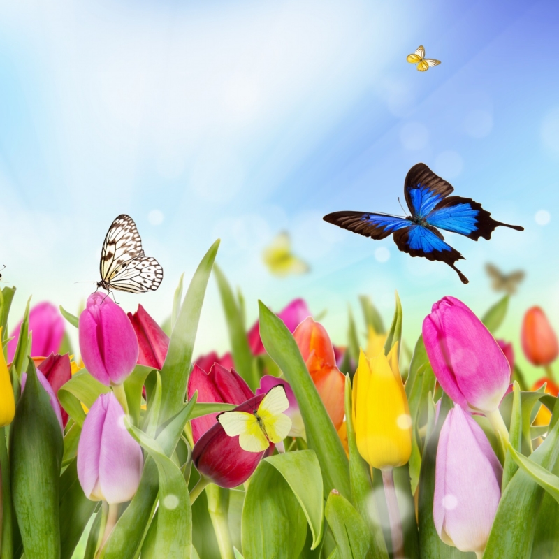 Tulips and Butterflies