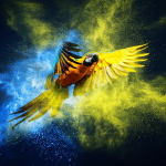 Blue-and-yellow Macaw Pfp