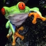 Download Animal Frog PFP