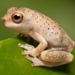 Download Animal Frog PFP