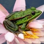 Download Animal Frog PFP
