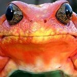 Download Animal Frog PFP