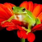 Download Animal Frog PFP