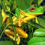 Download Animal Frog PFP