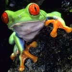  Red Eye Tree Frog