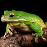  White-Lipped Tree Frog
