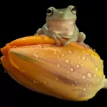  Sitting On A Tulip