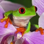  Sitting On An Orchid