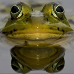 Animal frog PFP