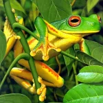  Colourful Frog
