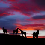 Animal horse PFP