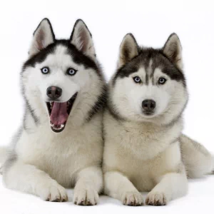 dog husky Animal PFP