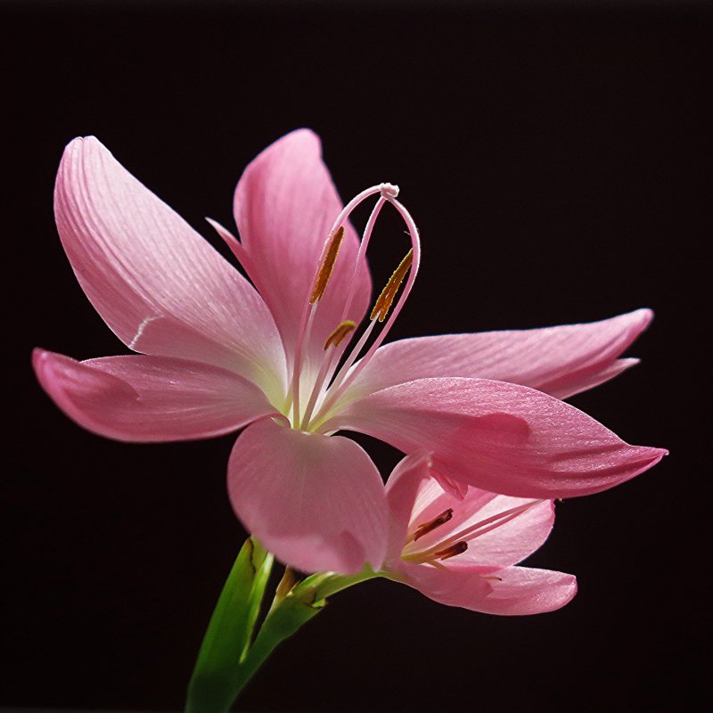 Pink Flower Forum Avatar | Profile Photo - ID: 246393 - Avatar Abyss