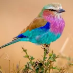 Vibrant lilac-breasted roller (animal, bird) with turquoise, purple and pink plumage perched on a twig, presented as a forum avatar/profile photo.