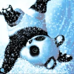 Animal panda PFP