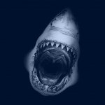 Download Animal Shark PFP