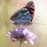 Download Animal Butterfly PFP