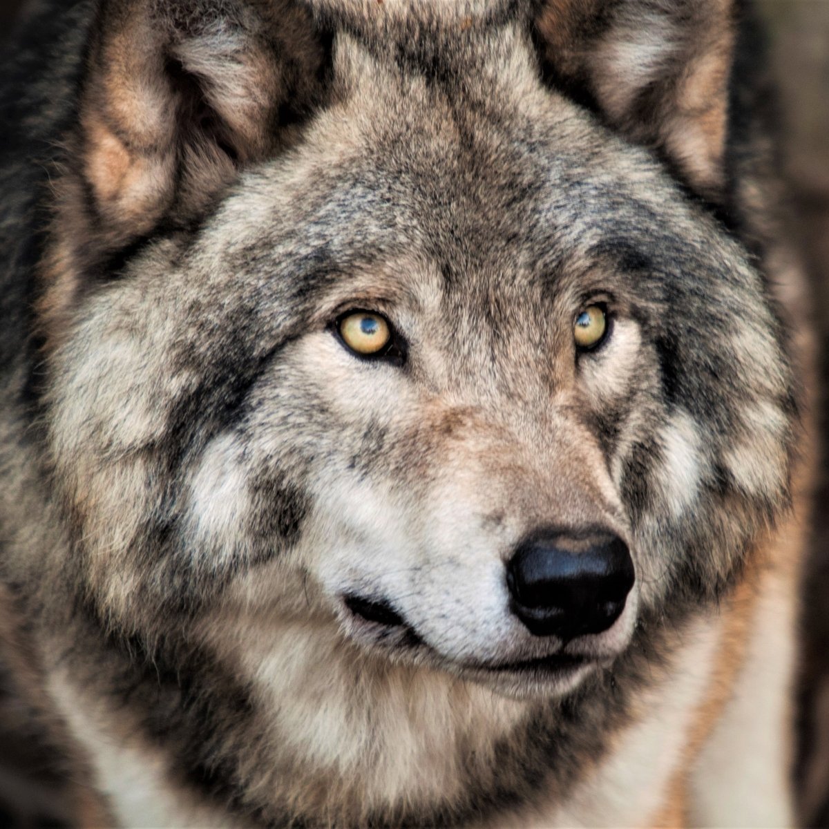 Grey Wolf Forum Avatar | Profile Photo - ID: 247830 - Avatar Abyss