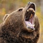 Download Animal Bear PFP