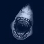 Animal shark PFP