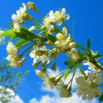  Tree Blossom