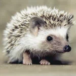  Cute Hedgehog