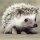 hedgehog
