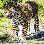 Stalking Jaguar