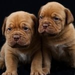 Download Animal Puppy PFP