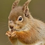 Download Animal Squirrel PFP