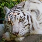 Download Animal White Tiger PFP