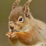 Animal squirrel PFP