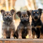  Cute Puppies