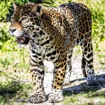  Stalking Jaguar