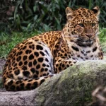 Animal leopard PFP