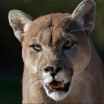 Animal cougar PFP