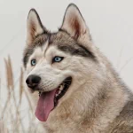Animal husky PFP