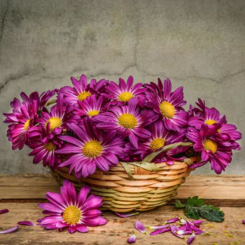  Purple Daisies in a Basket