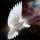 Dove